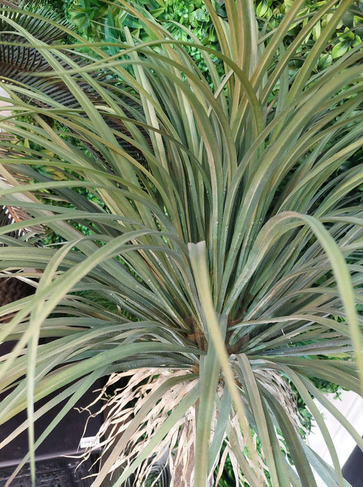 Grass Tree Large 200cm