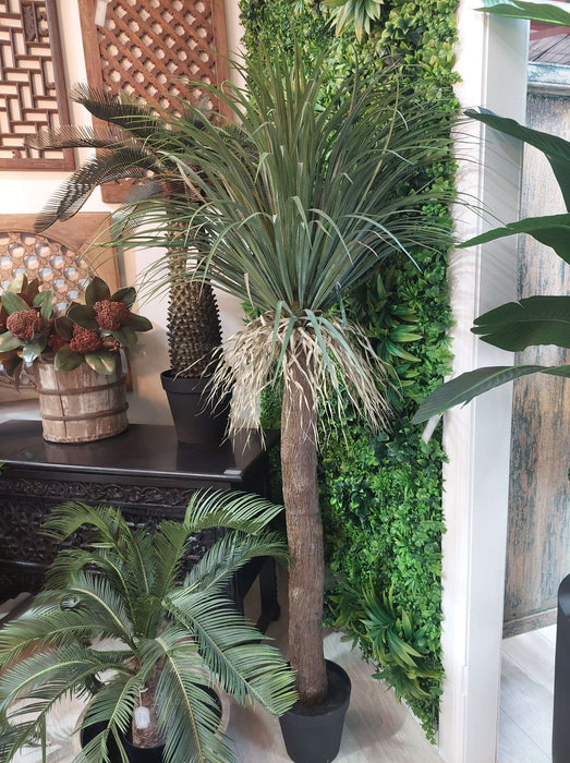 Grass Tree Large 200cm