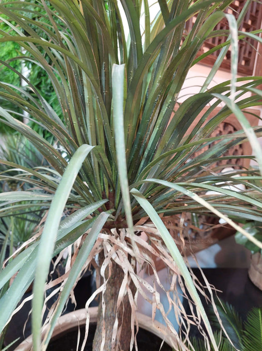 Grass Tree Small 110cm
