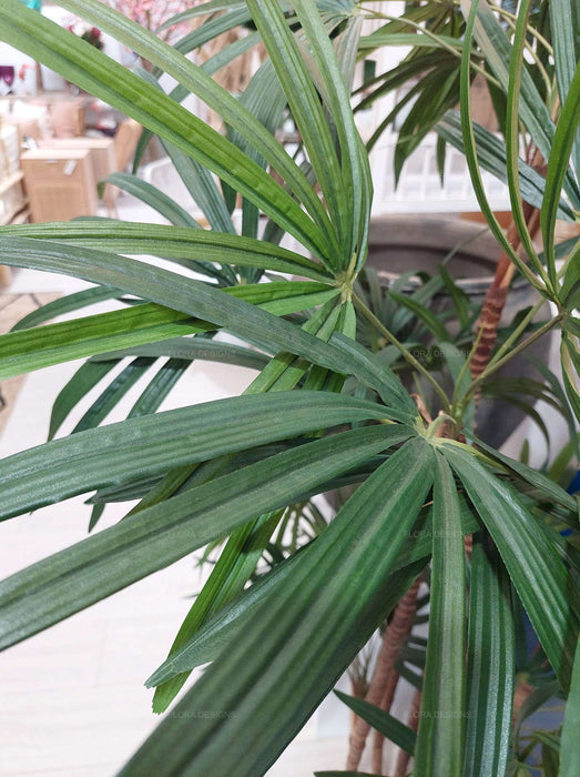 Honey Lady Palm Tree 140cm