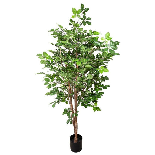 Hornbean Tree 150cm