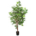 Hornbean Tree 150cm