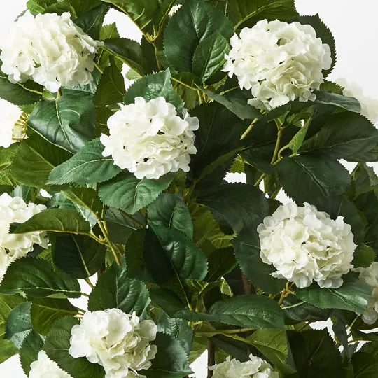 Hydrangea Plant White 120cm Pack of 2