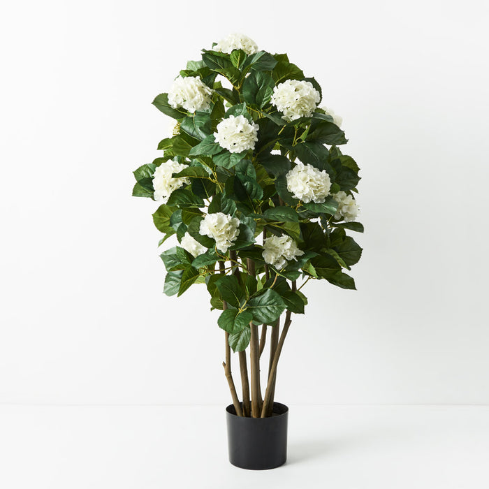 Hydrangea Plant White 120cm Pack of 2