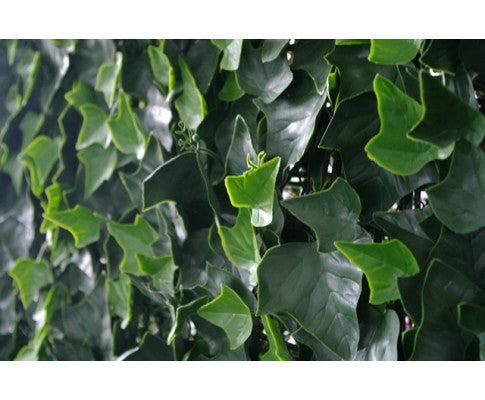 Ivy Leaf Screens / Panels UV Stabilised 1m X 1m