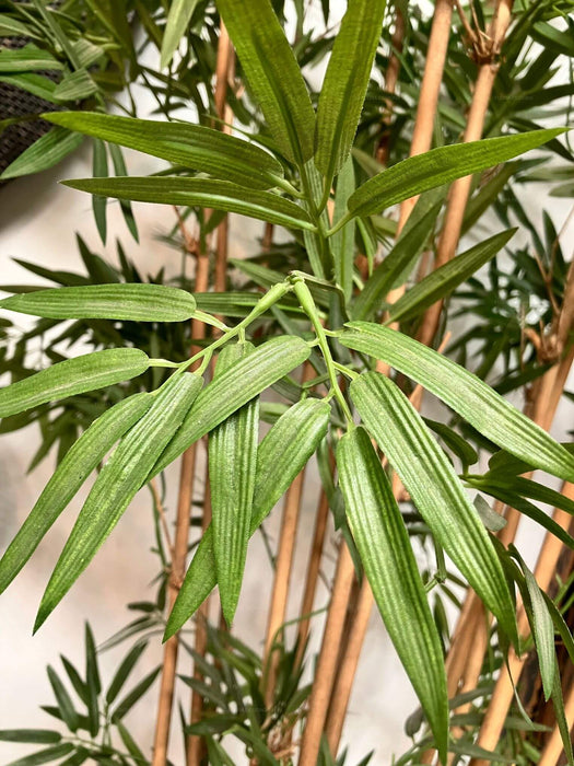 Japanese Bamboo Tree 190cm