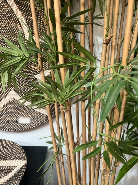 Japanese Bamboo Tree 190cm