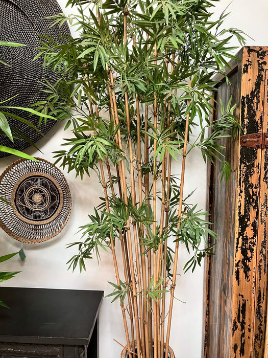 Japanese Bamboo Tree 190cm