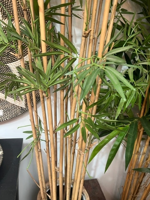 Japanese Bamboo Tree 190cm