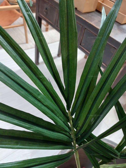 Kentia Palm Tree 210cm