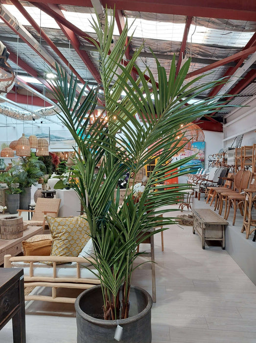 Kentia Palm Tree 210cm