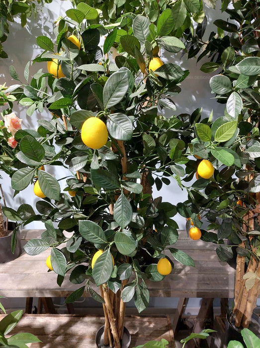 Lemon Tree 115cm
