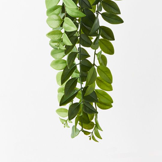 Locust Honey Hanging Bush Pack of 6