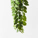 Locust Honey Hanging Bush Pack of 6
