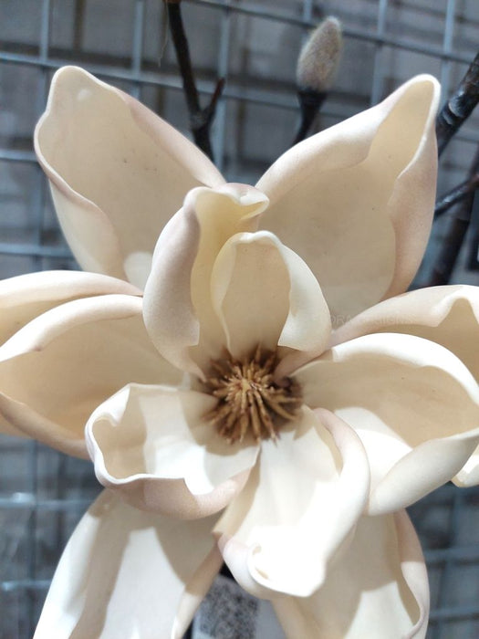 Magnolia Japanese Spray 100cm Cream Pack of 12