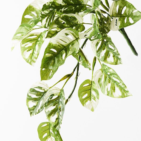 Monstera Adansonii Hanging Bush Green White 55cm Pack of 6