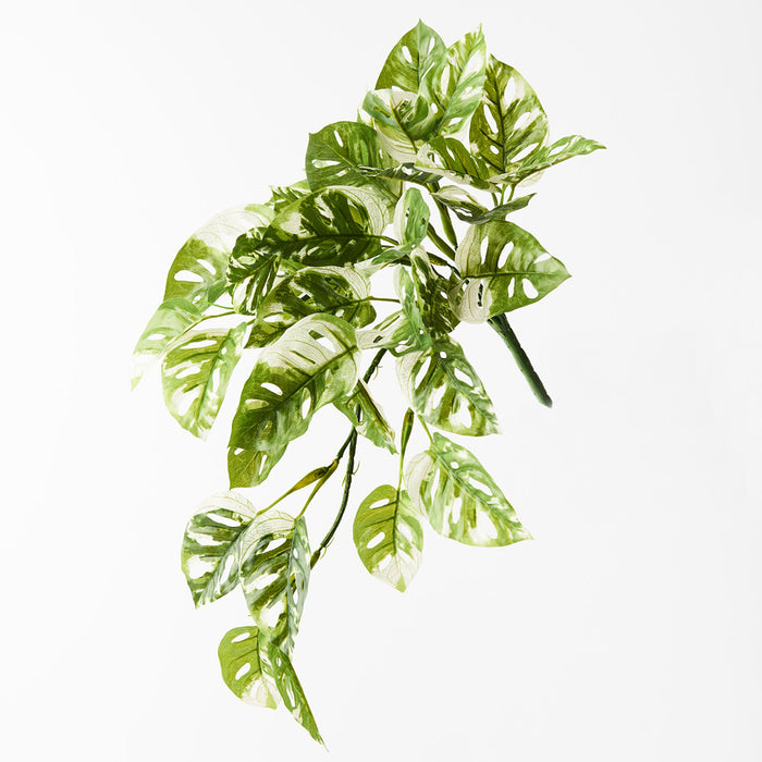 Monstera Adansonii Hanging Bush Green White 55cm Pack of 6