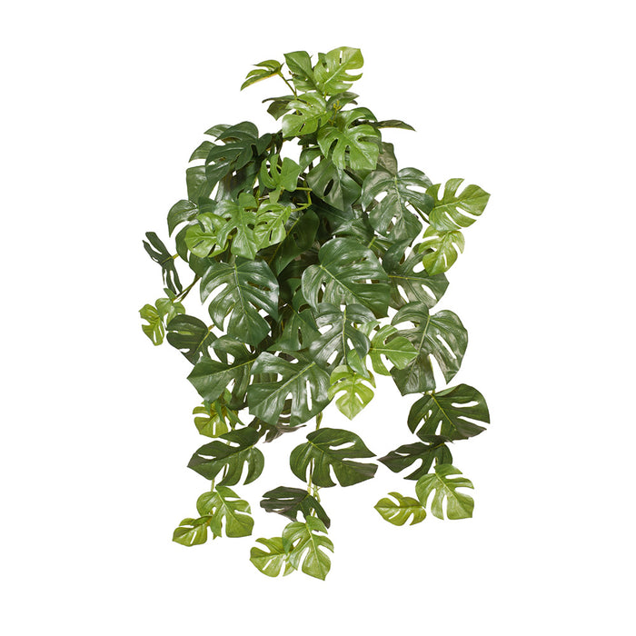 Monstera Hanging Bush Green 58cm Pack of 6