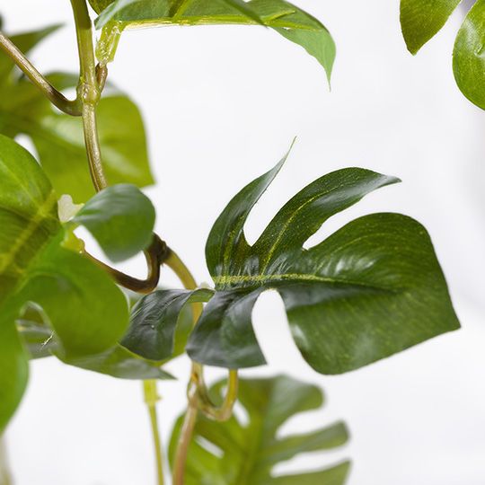 Monstera Hanging Bush Green 91cm Pack of 4