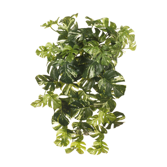 Monstera Hanging Bush Variegated 58cm Pack of 6