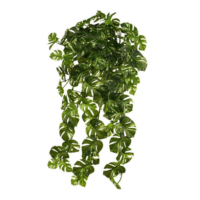 Monstera Hanging Bush Variegated 83cm Pack of 4