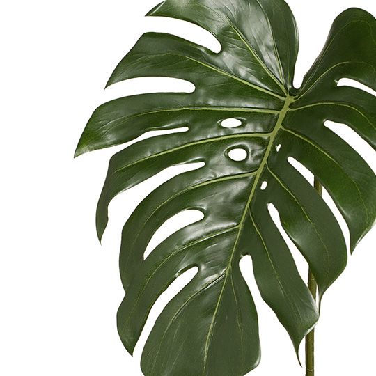 Monstera Leaf Green 85cm Pack of 12