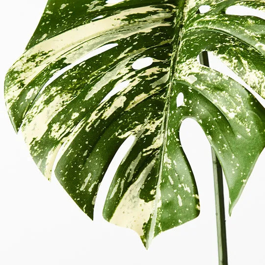 Monstera Leaf Variegated 80cm Pack of 12