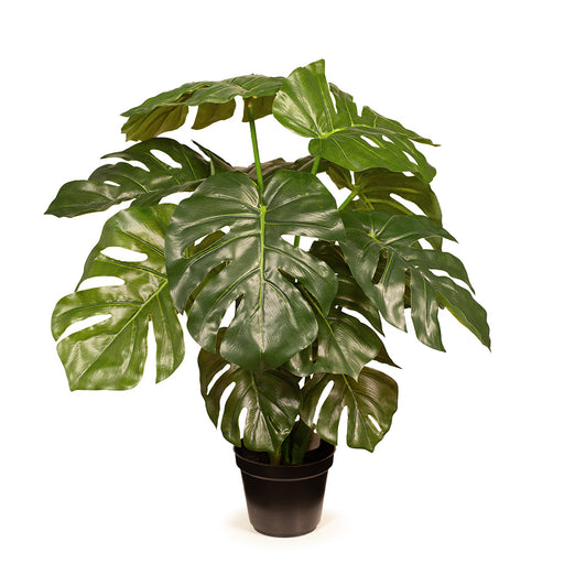 Monstera Plant Green 56cm Pack of 2