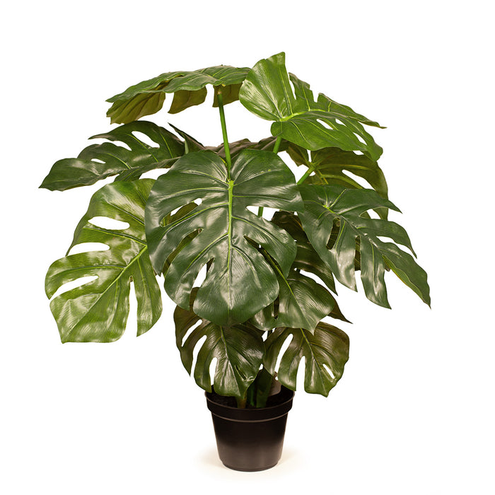 Monstera Plant Green 56cm Pack of 2