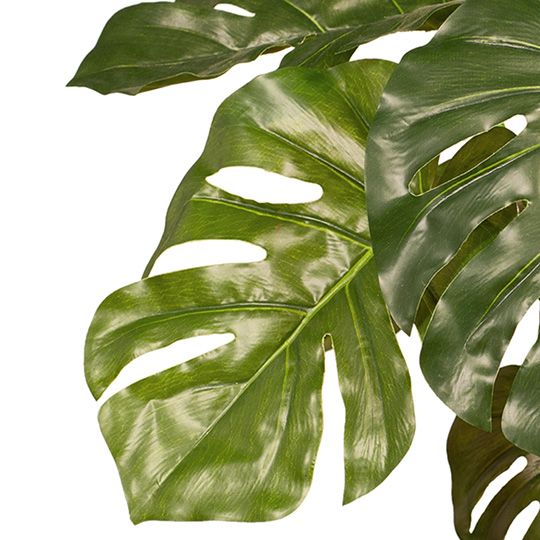 Monstera Plant Green 56cm Pack of 2
