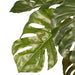 Monstera Plant Green 56cm Pack of 2