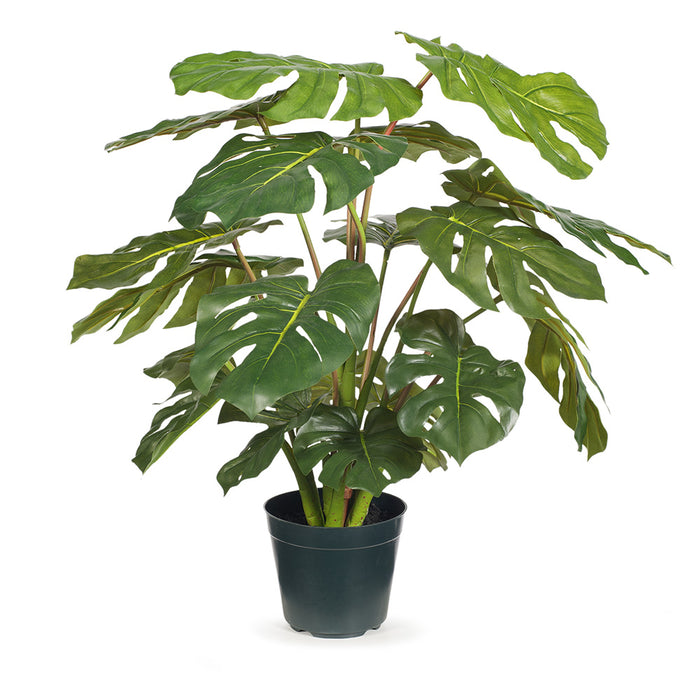 Monstera Plant Green 66cm Pack of 2