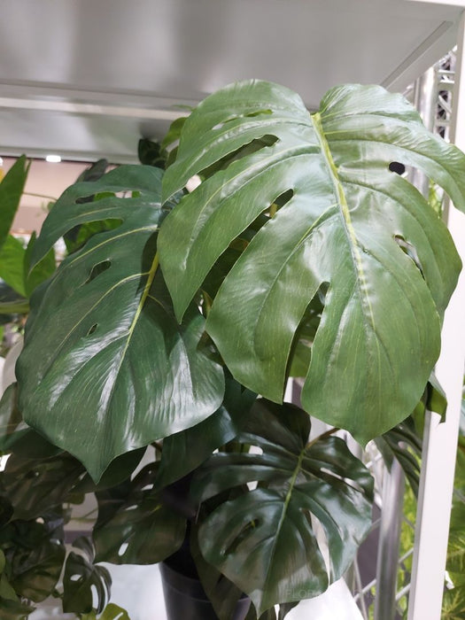Monstera Plant Green 66cm Pack of 2