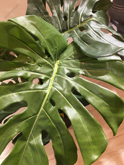 Monstera Split Philo Potted 63cm
