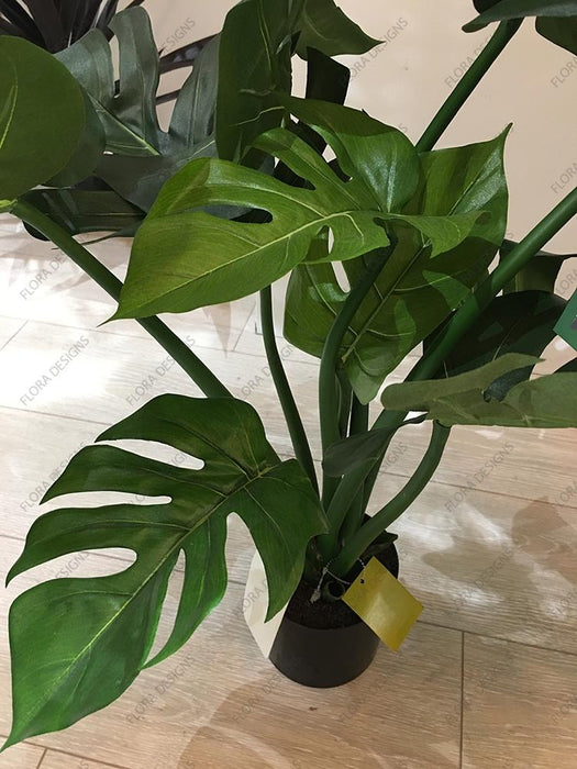 Monstera Split Philo Potted 63cm