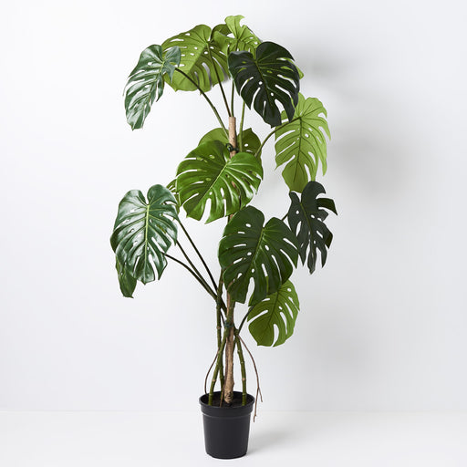 Monstera Vine Plant Green 150cm Pack of 2