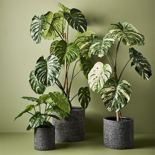 Monstera Vine Plant Green 150cm Pack of 2