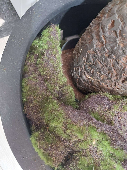 Moss Mat Large 100cm x 50cm Green Pack of 2
