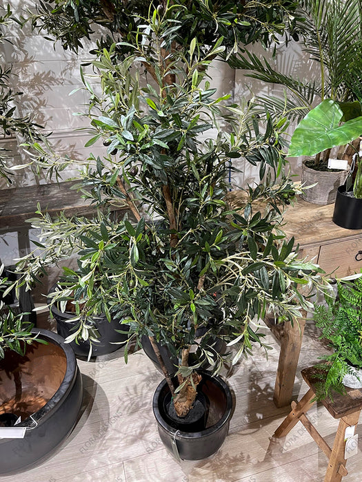 Olive Tree 150cm