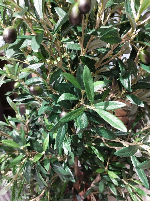 Olive Tree 150cm