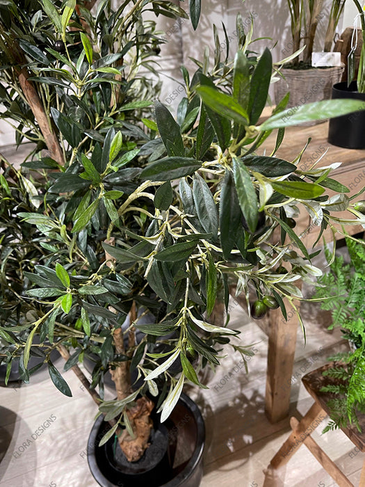 Olive Tree 150cm