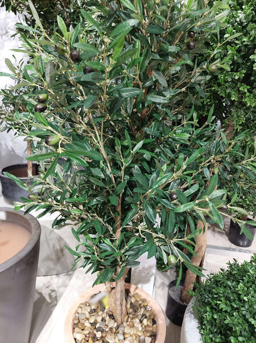 Olive Tree 150cm