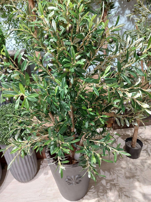 Olive Tree 150cm