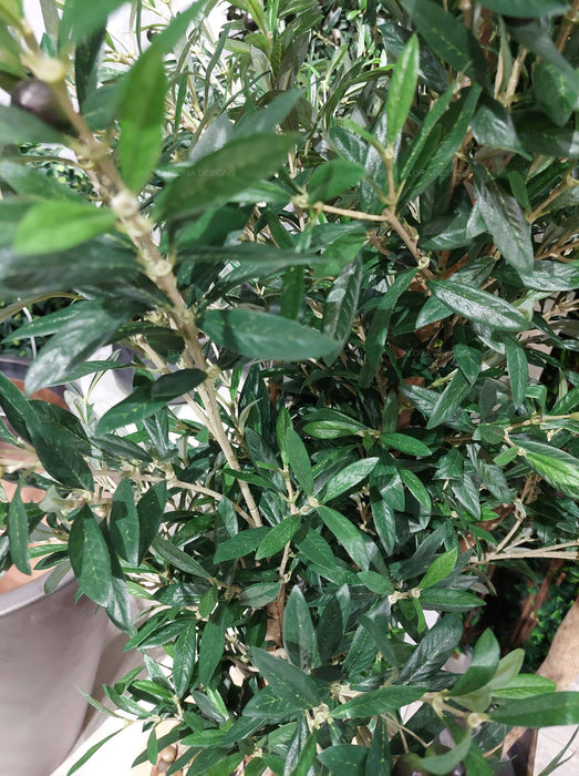 Olive Tree 150cm