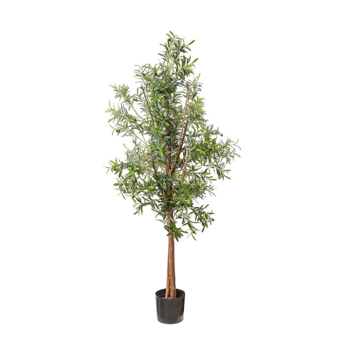 Olive Tree 170cm