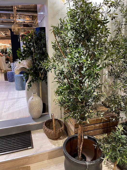 Olive Tree 200cm