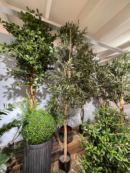 Olive Tree 240cm