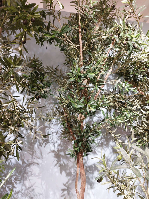 Olive Tree 240cm