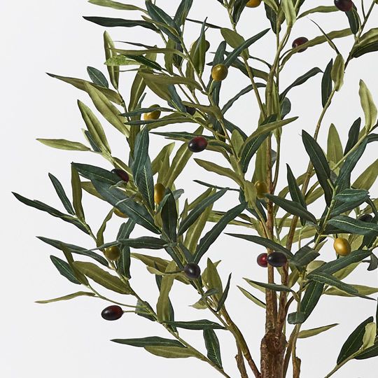 Olive Tree Pack of 2