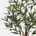Olive Tree Pack of 2